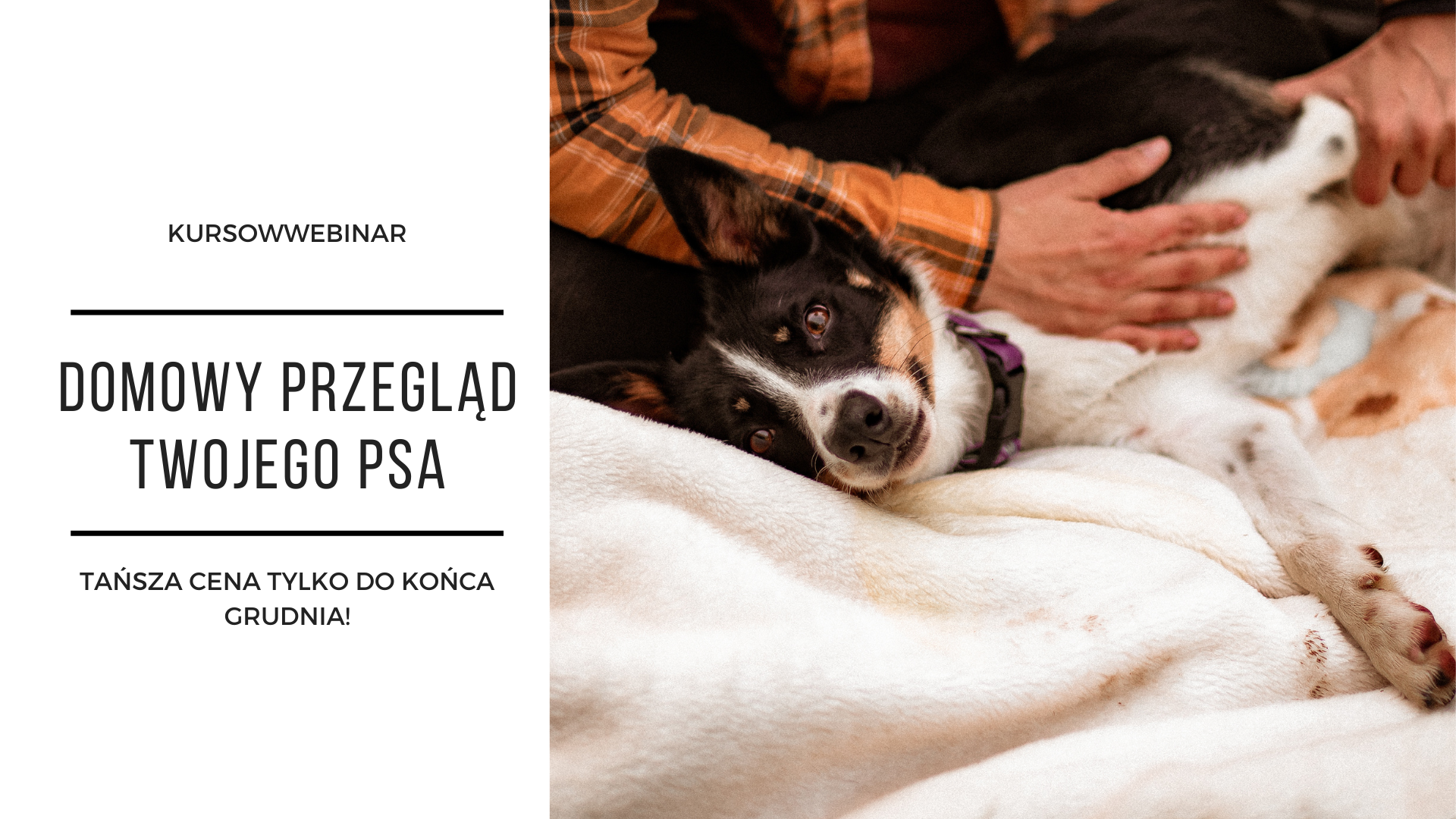 Domowy przegląd Twojego psa