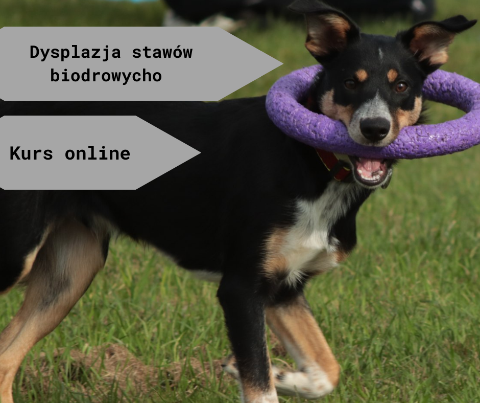 Dysplazja stawów biodrowych - jak możesz pomóc swojemu psu.