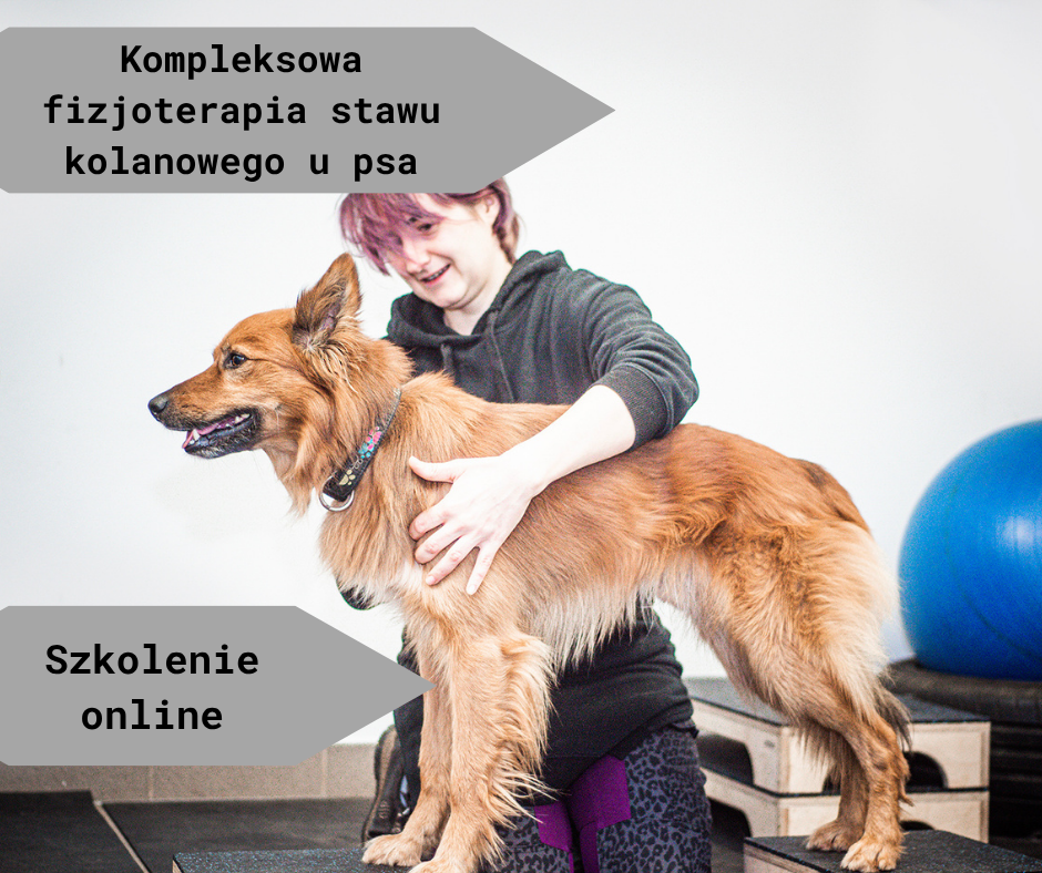 Kompleksowa fizjoterapia stawu kolanowego - kolano w ruchu, ćwiczenia po urazach i kontuzjach, studium przypadków.