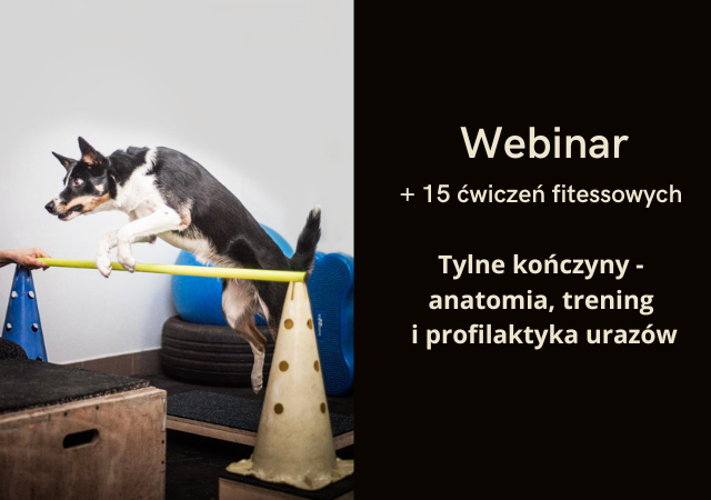 Trening tylnych kończyn