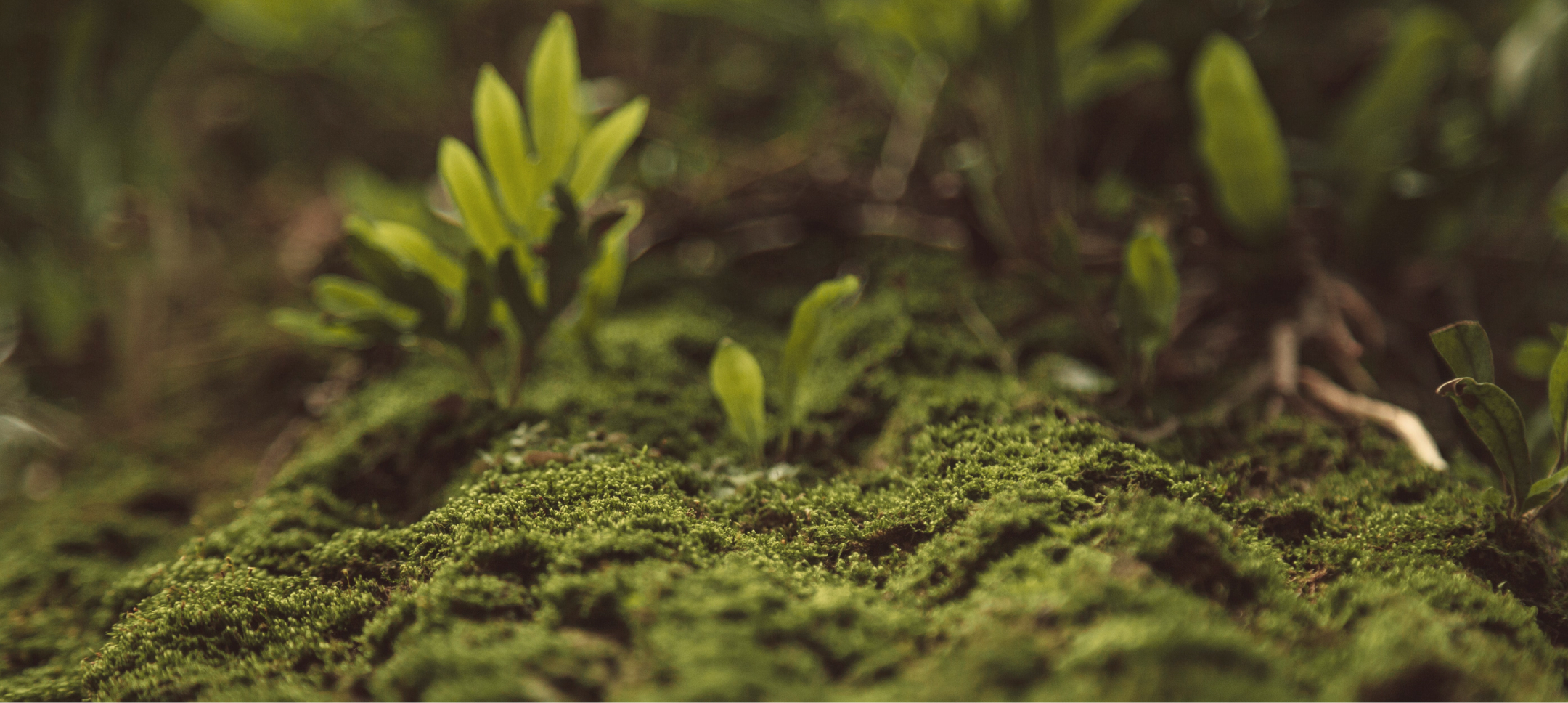 Odetchnij. Program Ochrony Zdrowia Emocjonalnego.