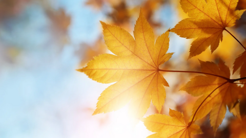 Jesienno - zimowa Apteczka Jin Shin Jyutsu - Ebook