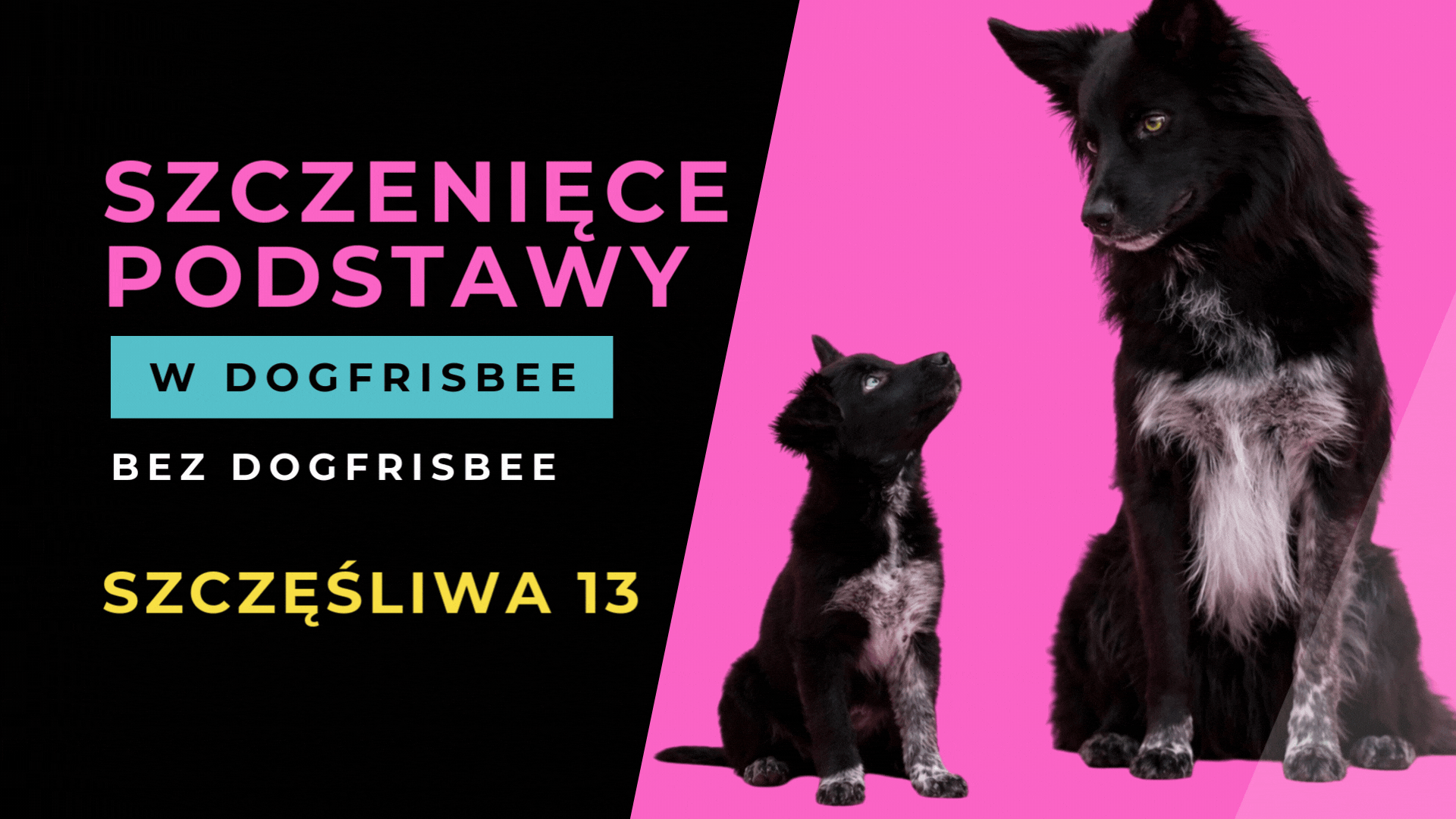 Szczenięce podstawy DOGFRISBEE- Szczęśliwa 13