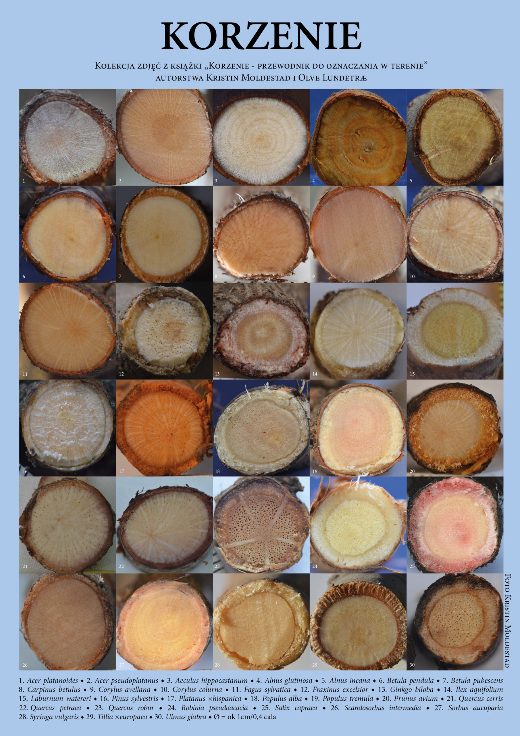 KORZENIE - plakat A2