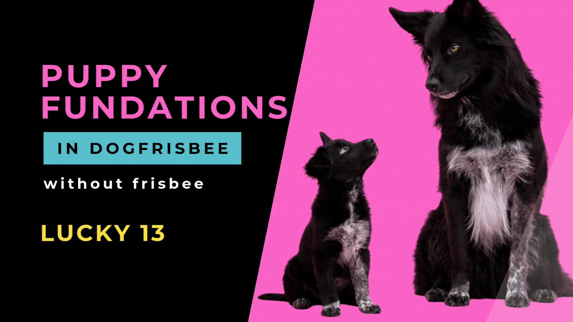 Puppy Dogfrisbee Foundations – Lucky 13