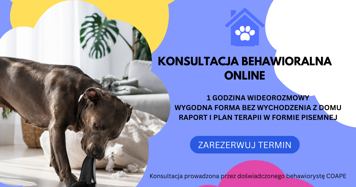 Konsultacja behawioralna online