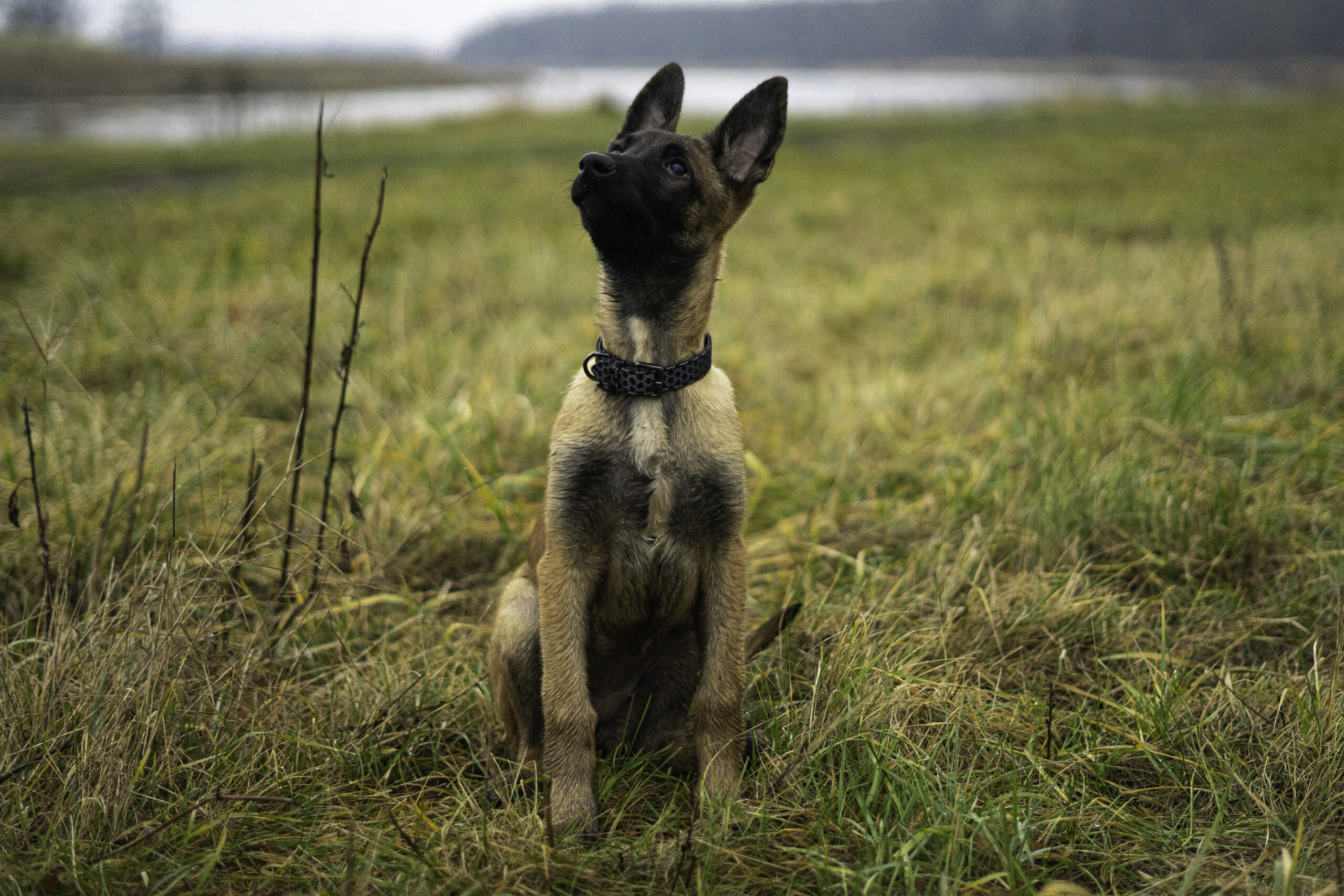 Uwaga, szczeniak na pokładzie! PAKIET MAX