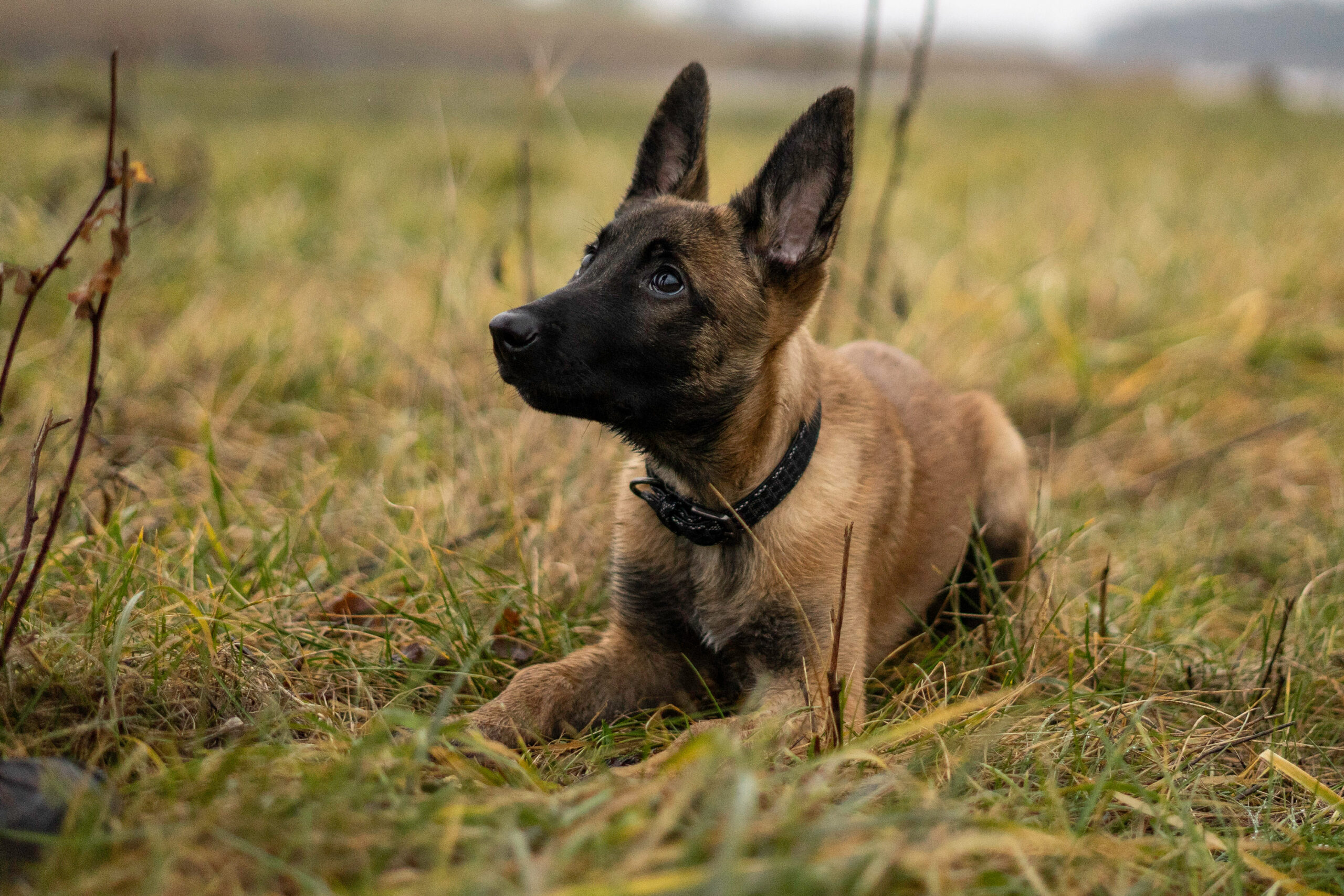 Uwaga, szczeniak na pokładzie!