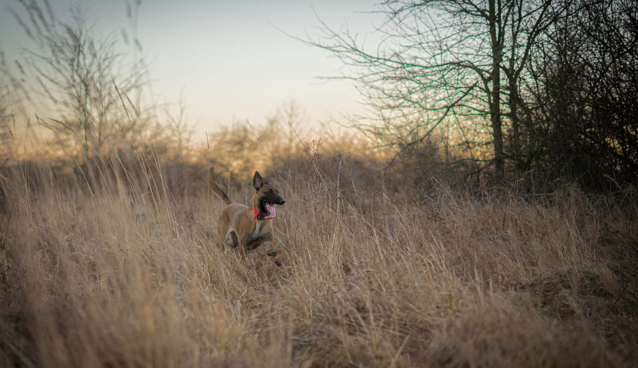 Przywołanie Mistrzów e-book