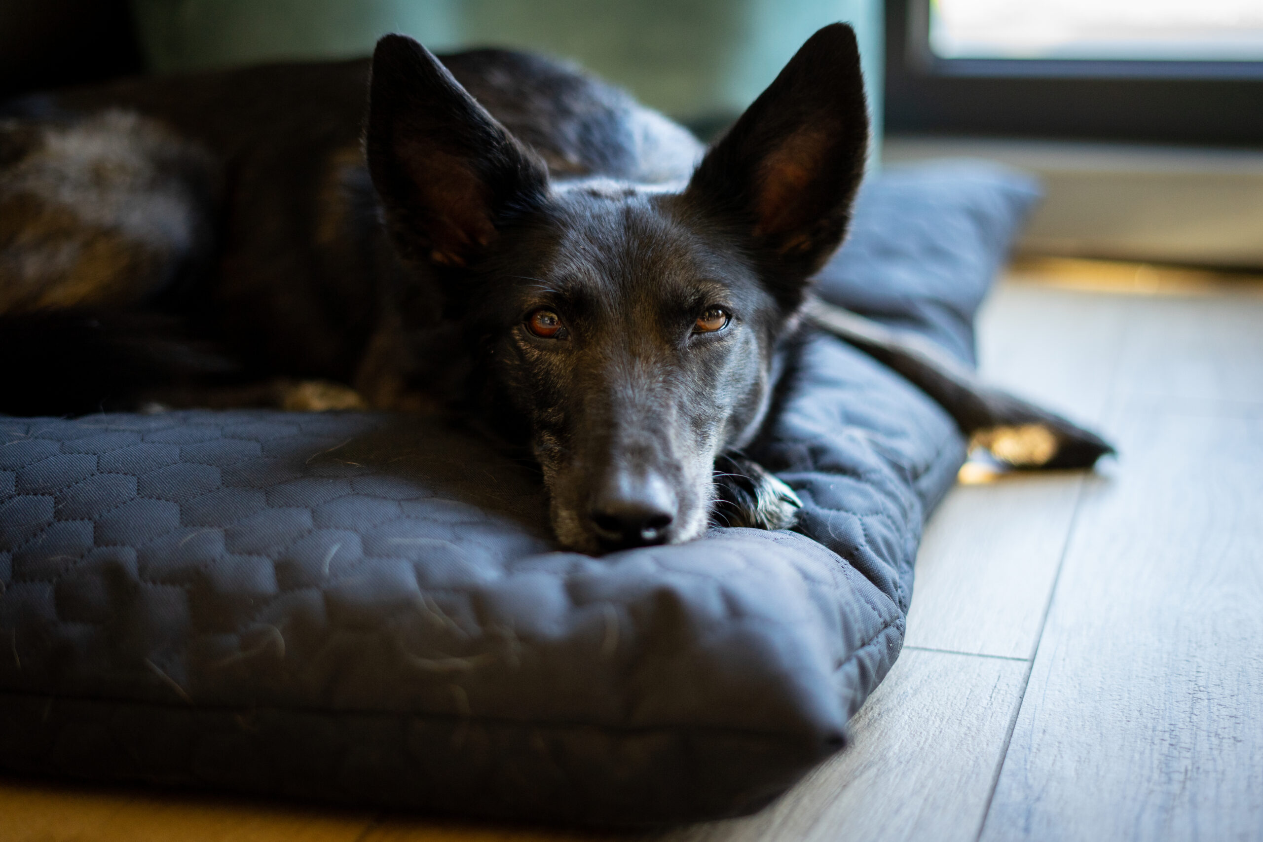 Pies, który nie potrafi przestać