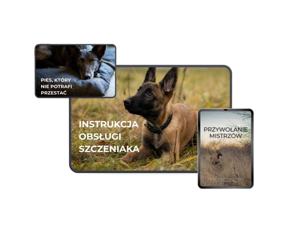 Szkolenie szczeniaka online