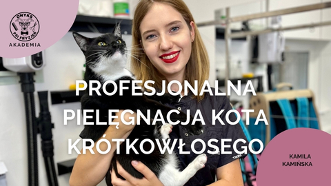Profesjonalna pielęgnacja kota krótkowłosego