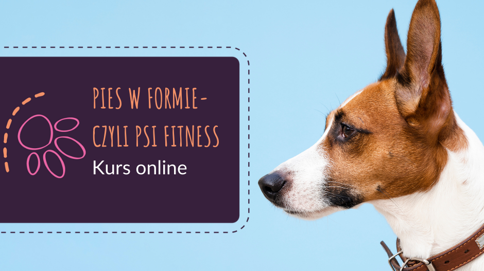 Pies w formie - czyli psi fitness