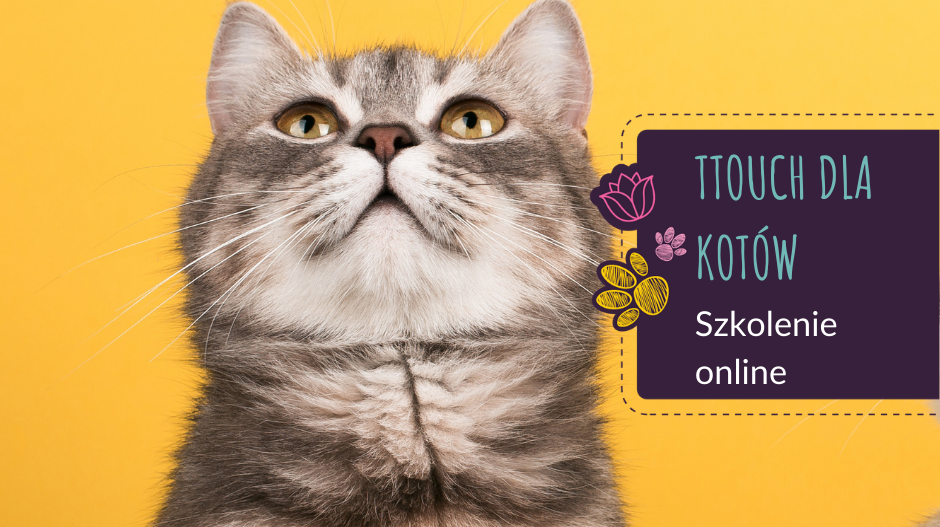 TTouch dla kotów- szkolenie online
