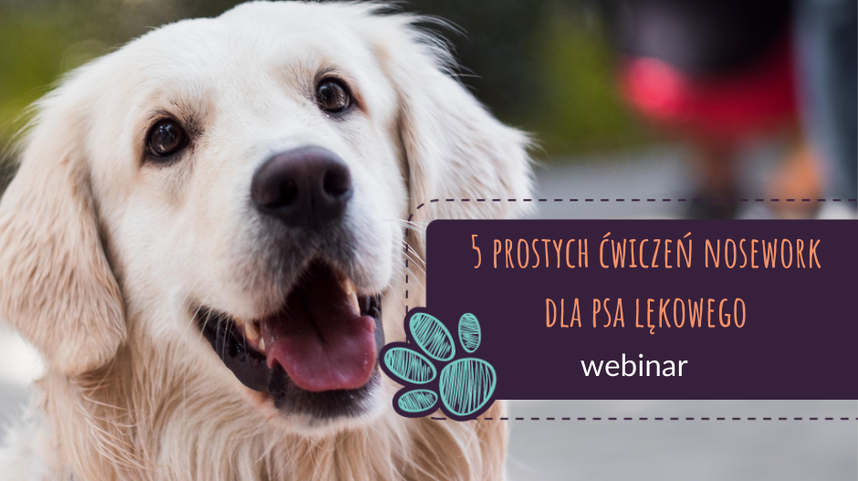 5 prostych ćwiczeń nosework dla psa lękowego
