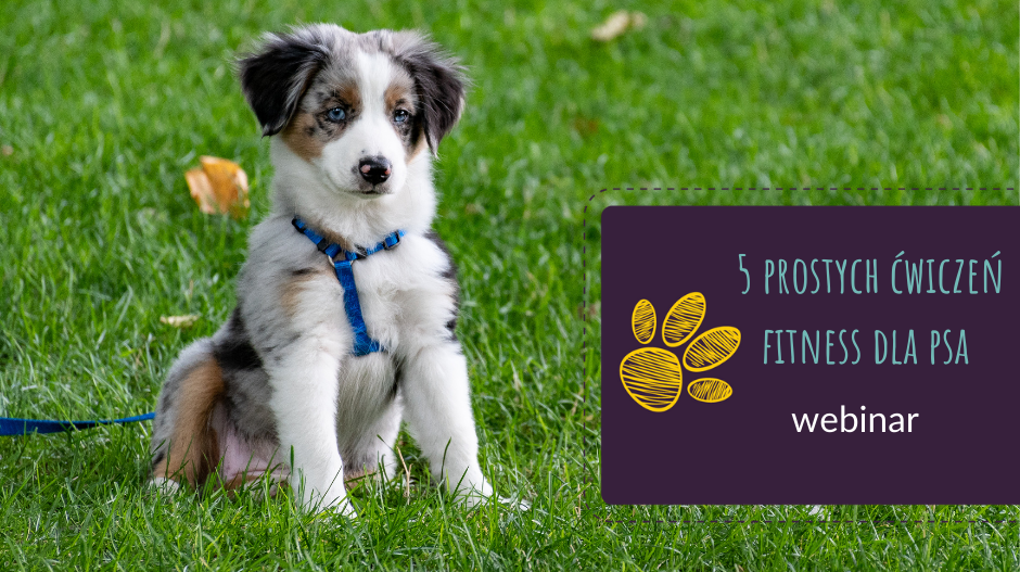 5 prostych ćwiczeń fitness dla psa