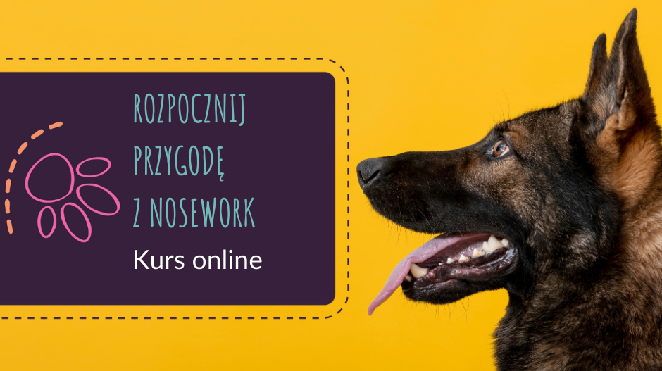 Rozpocznij przygodę z nosework!
