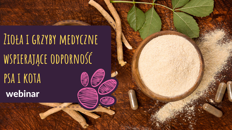 Zioła i grzyby medyczne wspierające odporność psa i kota