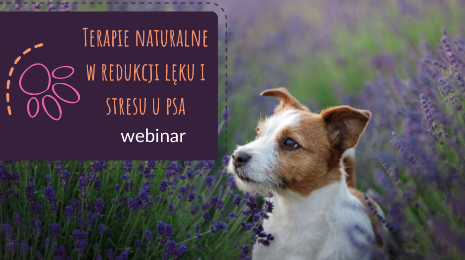 Webinar z Ritą Hogan