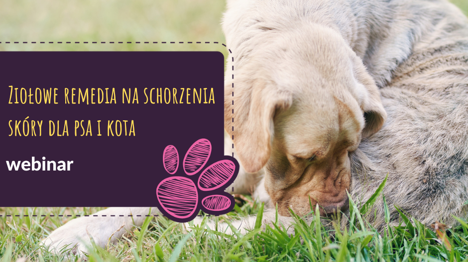 Ziołowe remedia na schorzenia skóry dla psa i kota
