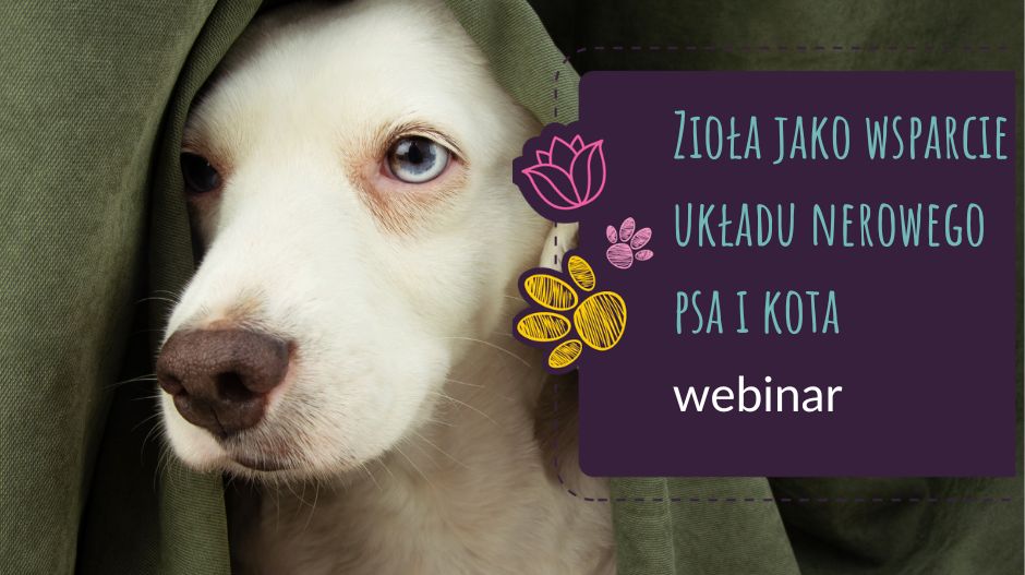 Zioła jako wsparcie układu nerwowego u psa i kota